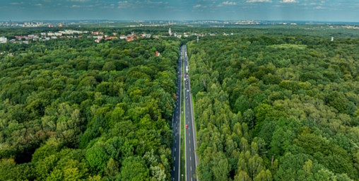 LAS MURCKOWSKI (THE MURCKI FOREST)3